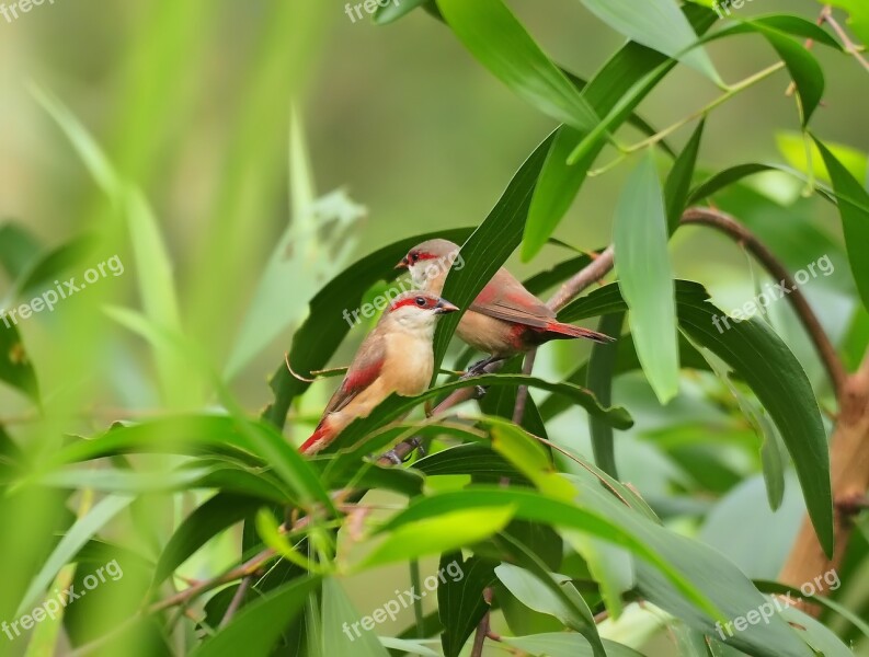 Wild Wildlife Small Cute Colorful