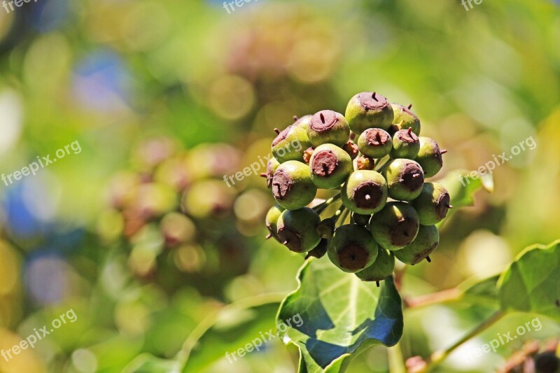 Ivy Garden Nature Climber Plant Ivy Leaf