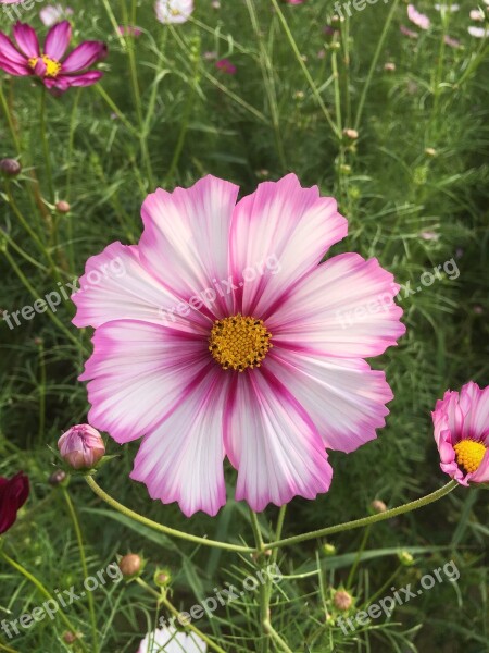 Flowers Cosmos Nature Garden Flower Garden