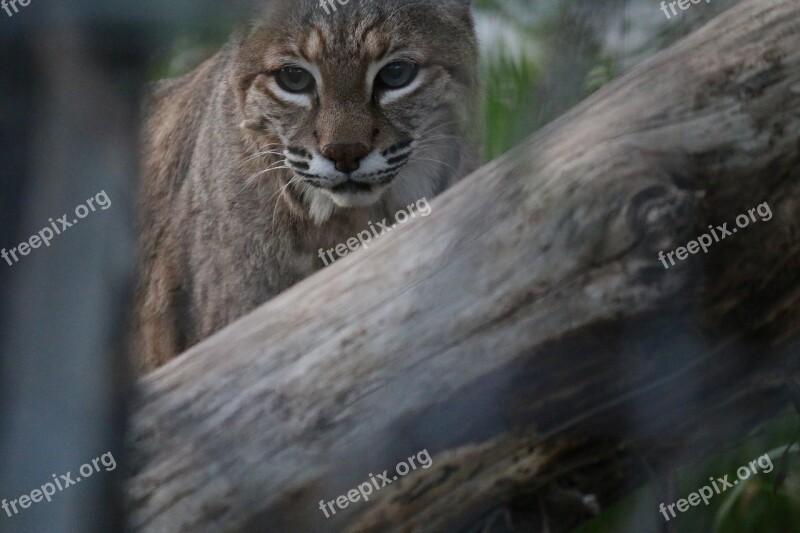 Bobcat Animal Wildcat Nature Predator