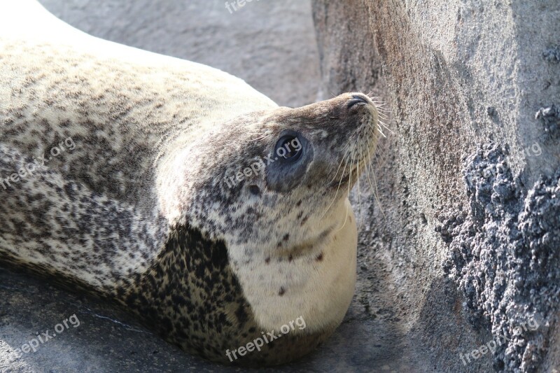 Seal Animal Rocks Nature Free Photos