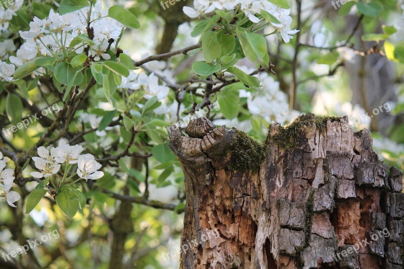 Spring Pear Pear Blossom Dead Wood Young And Old