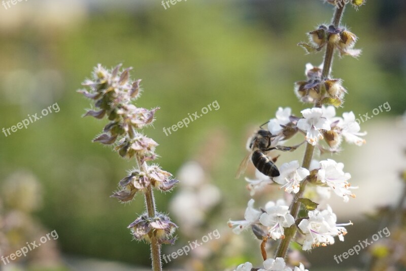 Bee Blossom Bloom Flower Nature