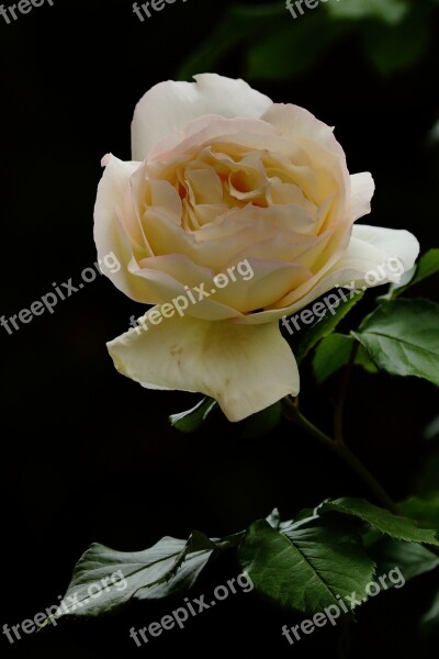 Rosa Yellow Flower Petals Free Photos