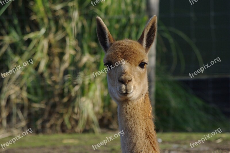 Lama Alpaca Fluffy Animal Wool