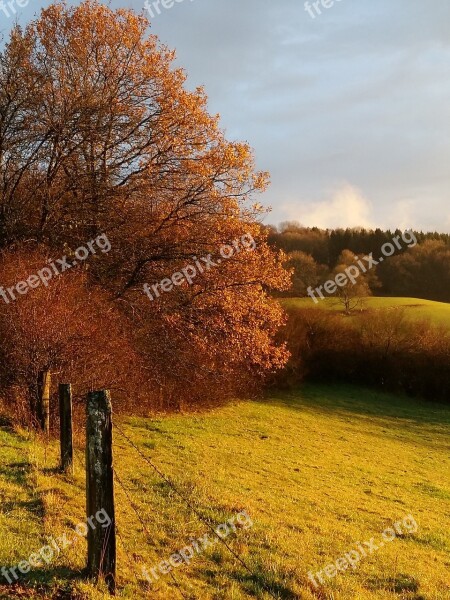 Autumn Tree Nature Leaves Sunset