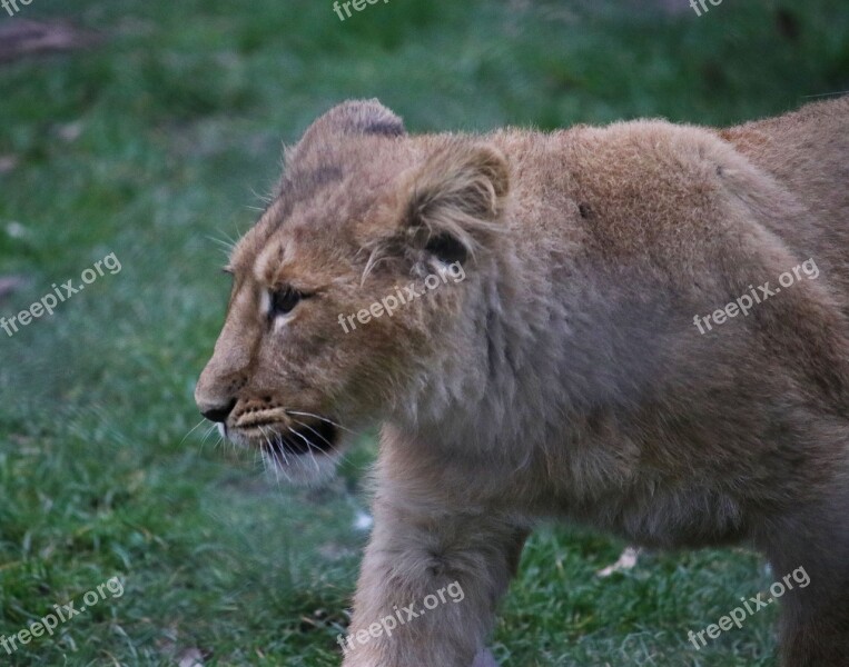 Cub Alone Lion Cute Small