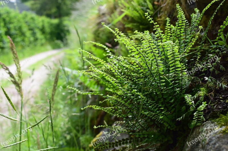 Hiking Ferns Nature Plants Recreation