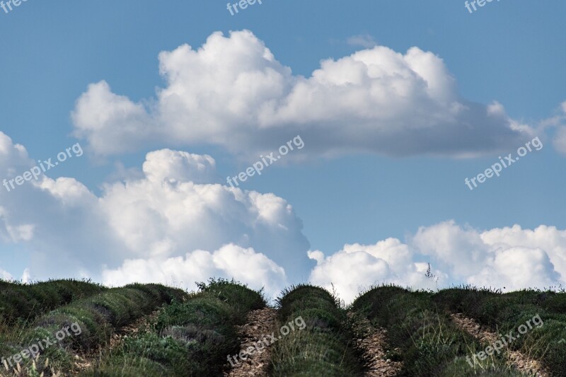 Uphill Lavender Clouds Blue Sky Landscape