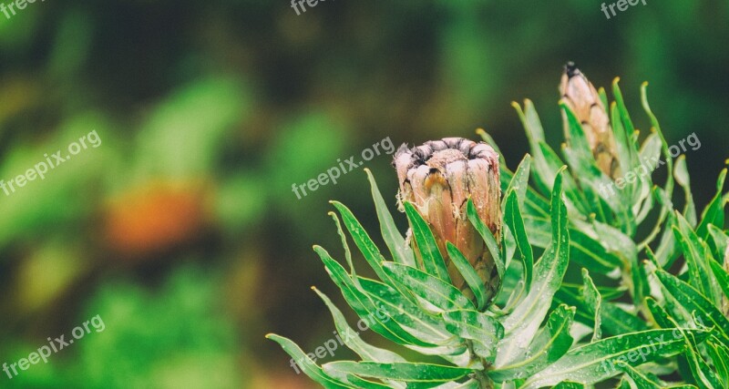 Protea Green Nature Bloom Blossom