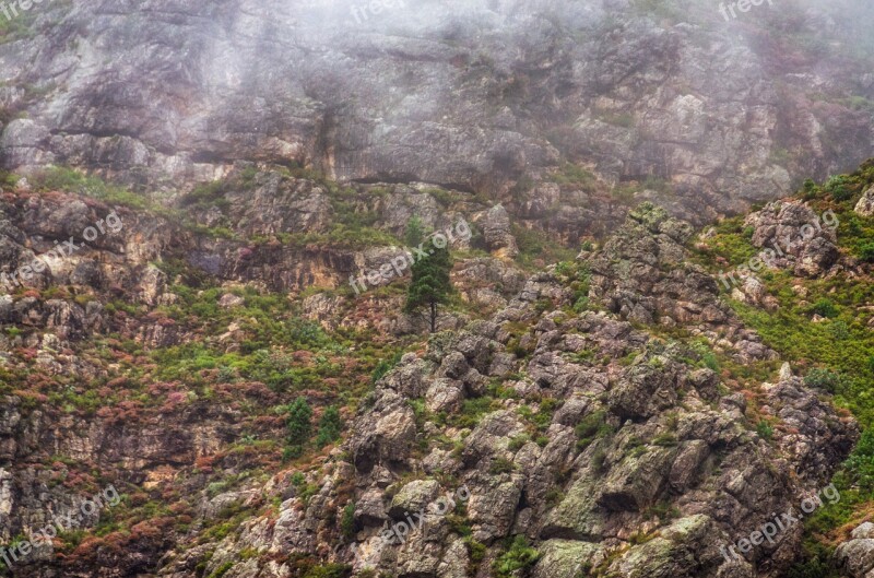 Tree Mist Mountain Rocky Fog