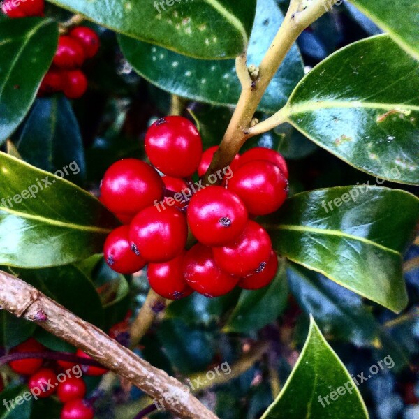 Berries Nature Ripe Green Leaves