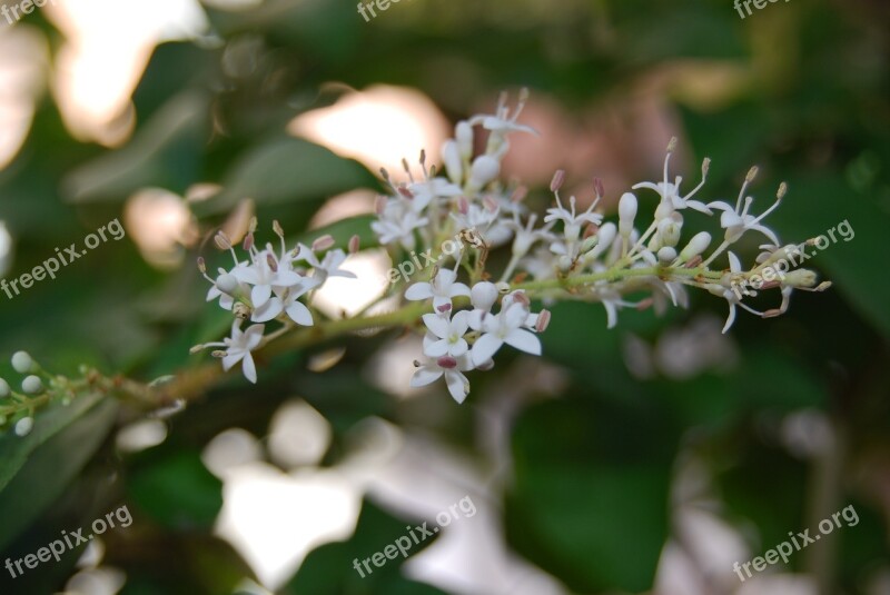 Ligustrum Japonicum Privet Flower Bonsai Free Photos