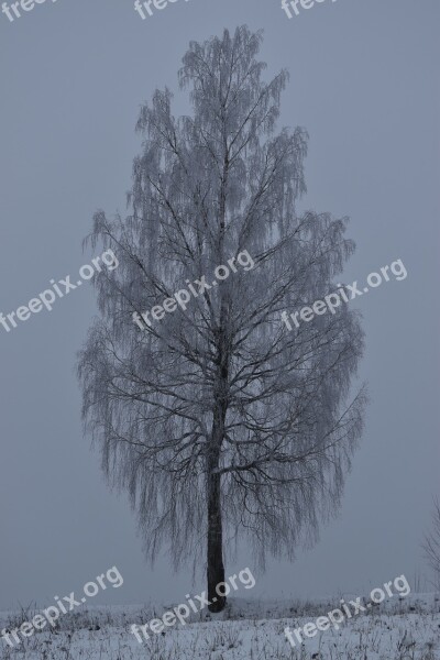 Tree Winter Snow Nature Landscape