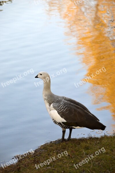 Goose Bird Plumage Water Wing