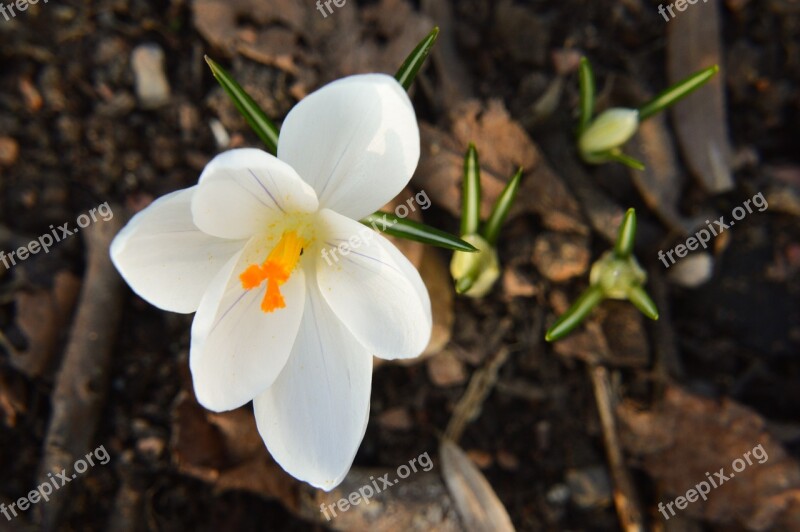 Crocus Flower White Plants Nature