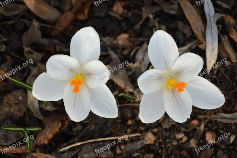 Crocus Flower White Plants Nature