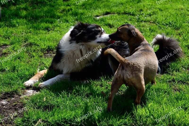 Dog Meadow Animal Nature Pet