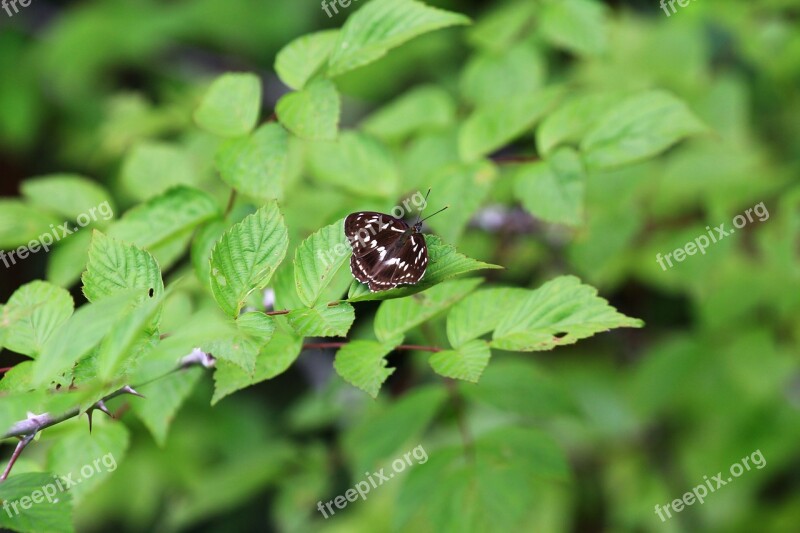 Insect Butterfly Green Garden Summer