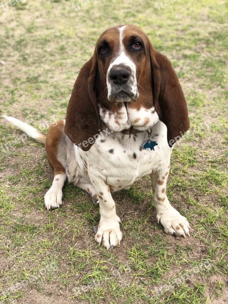 Basset Hound Cute Hounds Ears Animal