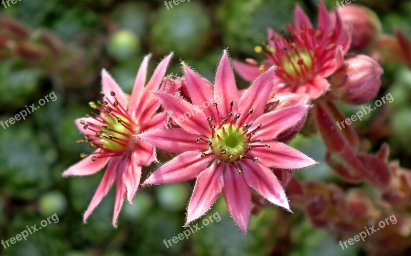 Rojnik Flowers Garden Macro Pink