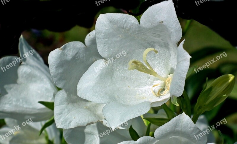 Rozwar Flowers White Closeup Nature