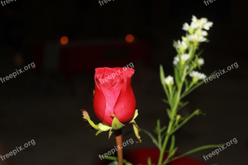 Rosa Dinner Night Anniversary Romantic