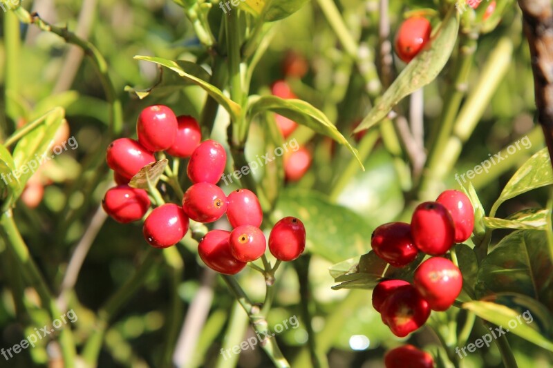 Laurier Aucuba Of Japan Fruit Red Fruit Free Photos