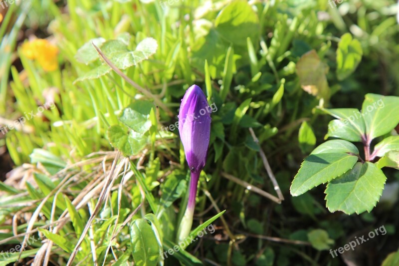 Crocus Crocus Blue Bulb Flowering Free Photos