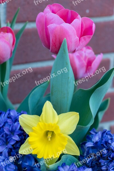 Lily Flower Nature Easter Bloom