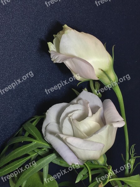 White Flowers White Petals Flowers White Petals