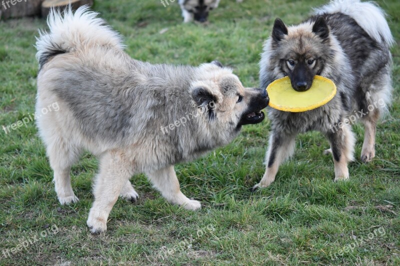 Dogs Dogs Eurasier Dogs Play Frisbee Eurasier Doggies