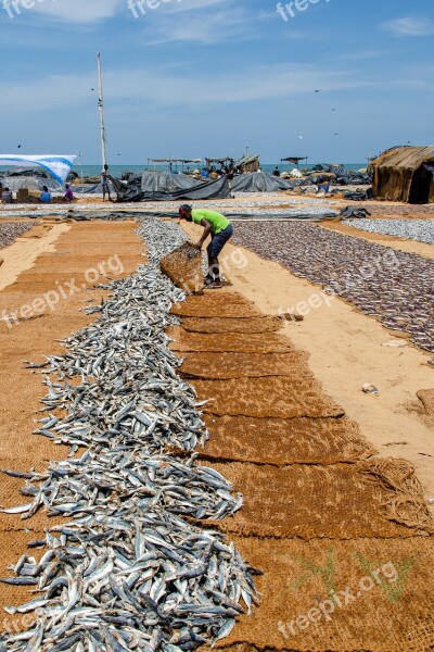 Fish Dried Fish Sardines Asia Fishing