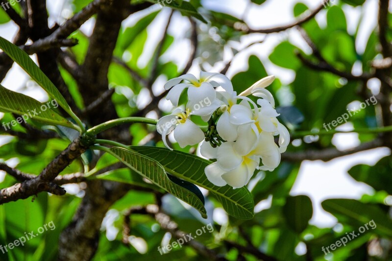 Frangipani Flower White Blossom Bloom