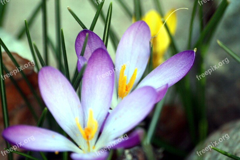 Colorful Spring Crocus Flowers Walk In The Park