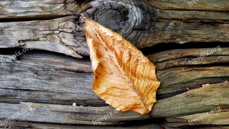 Tree Piece Rub Wood Autumn