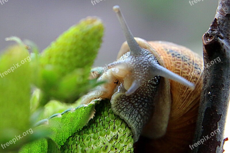 Macro Snail Green Invertebrates Mucus