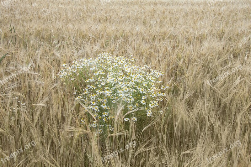 Chamomile Wheat Field Summer Harvest