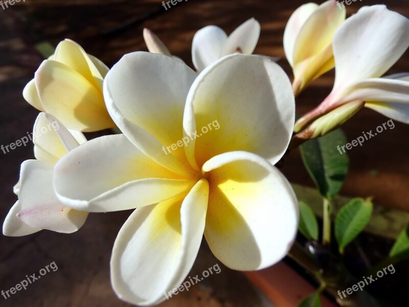 Frangipani Flower Plumeria Doik-champa Yellow