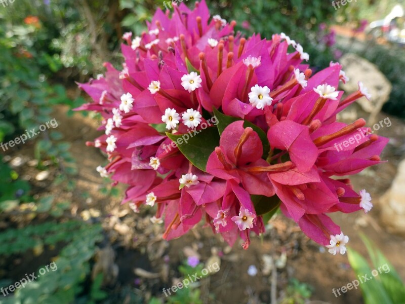 Bougainvillea Bouquet Pink Flower Exotic