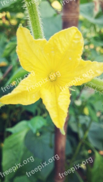 Flower Yellow Zucchini Free Photos