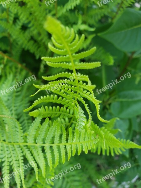 Fern Leaf Garden Free Photos