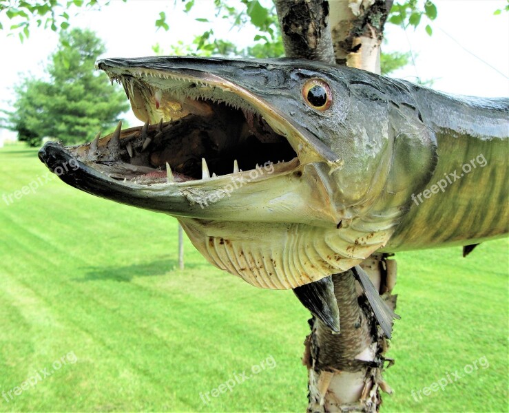 Muskellunge Muskie Unusual Canadian Canadian Lake