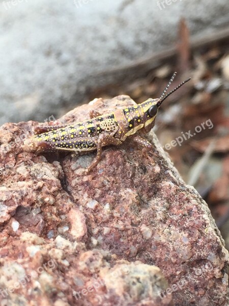 Grasshopper Rock Camouflage Nature Insect