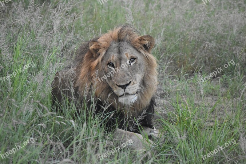 Lion Safari Africa Wildlife Animal