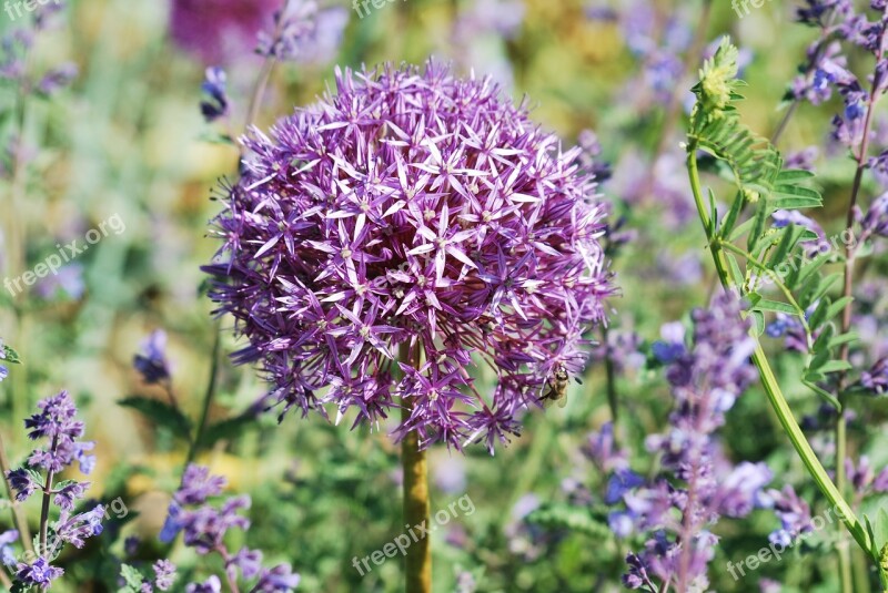 Flower Ornamental Onion Allium Purple Violet