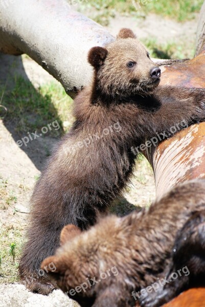 Bear Animal Baby Brown Bear Zoo