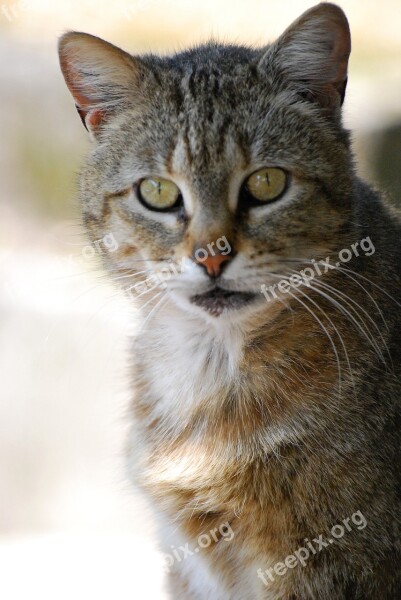 Cat Animal Pet Head Animal Portrait