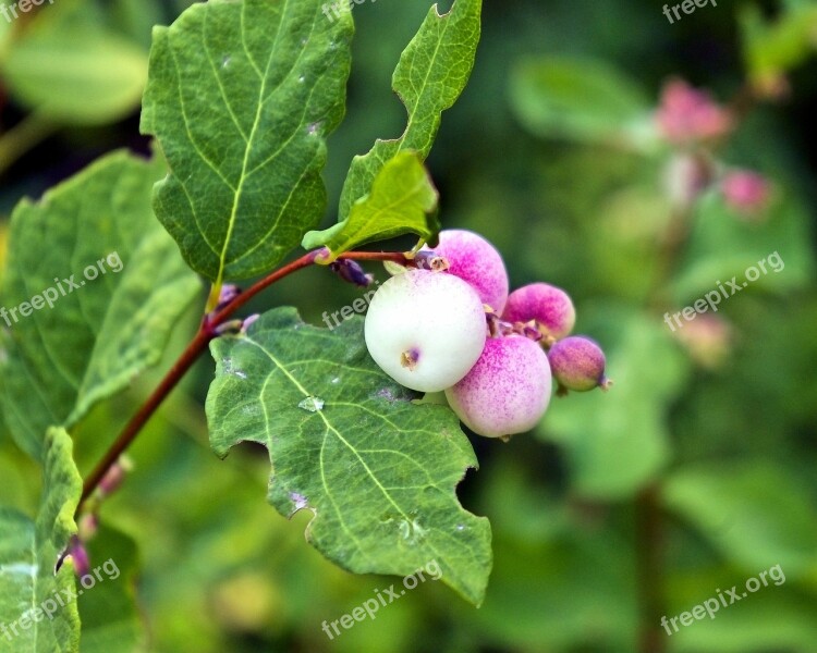 Ghostberry Snowberry Waxberry White Berry