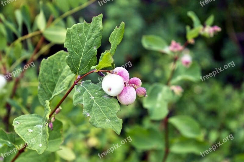 Snowberry Waxberry Ghostberry White Berry